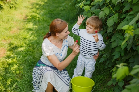 Young mother and her little son picking raspberries on farm in Germanyの写真素材