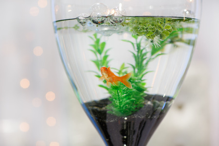 Aquarium with gold fish as modern wedding table decorationの写真素材