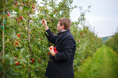Young man picking red apples in an orchard.の写真素材