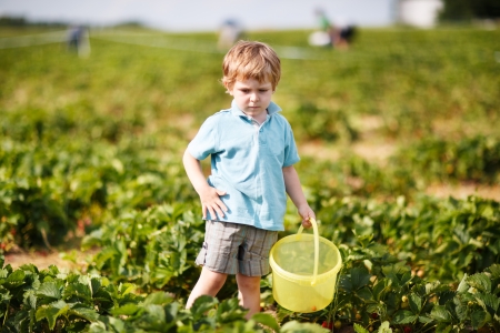 Happy little toddler boy on pick a berry farm picking strawberries in bucket.の写真素材