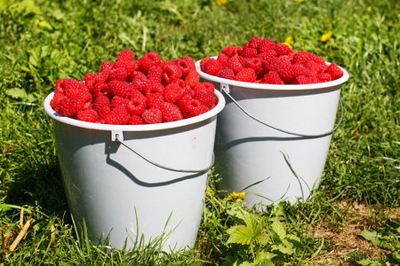 Two white buckets full of harvest: organic ripe raspberries from a farm in Germanyの写真素材
