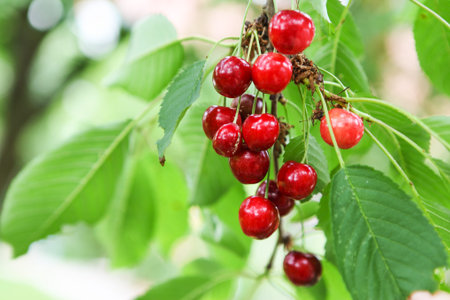 beautiful ripe cherry fruits hanging on a branch at orchard