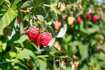Organic ripe raspberries on bunch on a farm in Germany