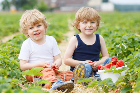 Two little sibling boys having fun on strawberry farm in summerの写真素材