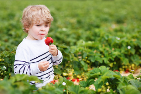 Happy caucasian little boy picking and eating strawberries on berry farm in summerの写真素材