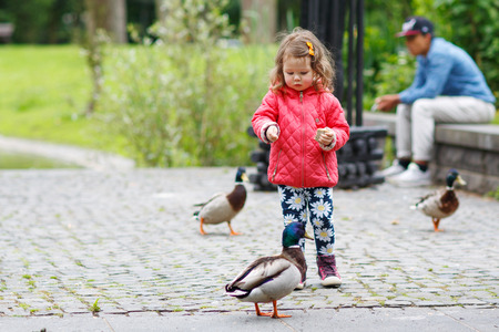 Adorable little girl feeding ducks at summer, in parkの写真素材
