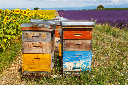 Bee hives on lavender fields, near Valensole, Provence. Franceの写真素材