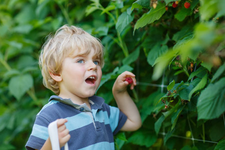 Little blond boy having fun with picking berries on raspberry farm in summer