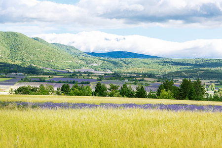 Blossoming lavender fields in Provence, France. On summer sunny day.の写真素材