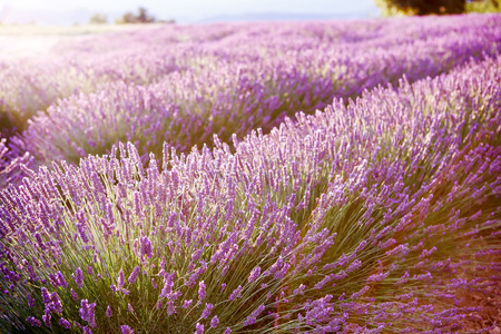 Blossoming lavender fields in Provence, France. On summer sunny day.の写真素材