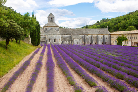 Abbey of Senanque and blooming rows lavender flowers. Gordes, Luberon, Vaucluse, Provence, France, Europe.のeditorial素材