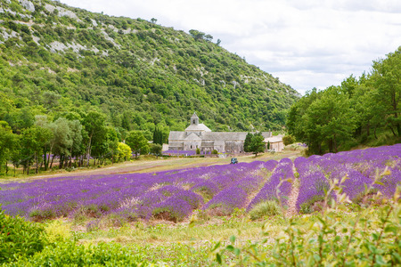 Abbey of Senanque and blooming rows lavender flowers. Gordes, Luberon, Vaucluse, Provence, France, Europe.のeditorial素材