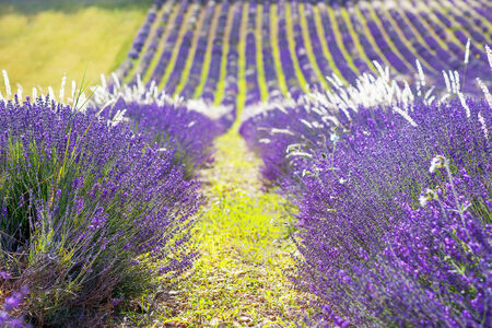 Blossoming lavender fields in Provence, France. On summer sunny day.の写真素材