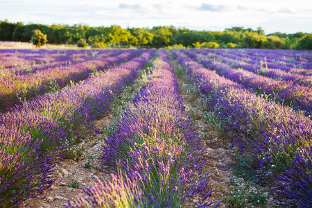 Blossoming lavender fields in Provence, France. On summer sunny day.の写真素材