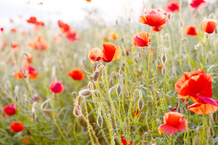 Vivid poppy field in evening sun light