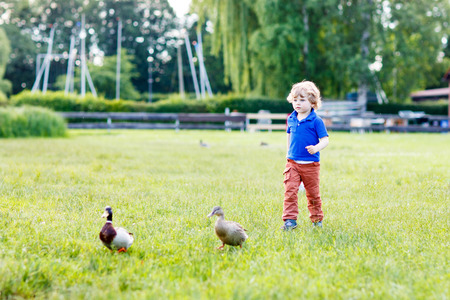 Funny toddler boy chasing wild ducks in a park on a beautiful sunny summer dayの写真素材