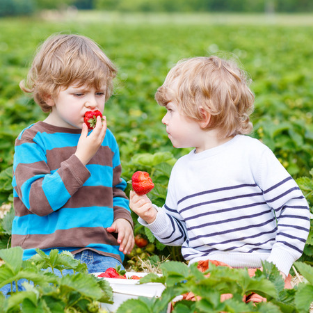 Two little friends having fun on strawberry farm in summer. Feeding each other with organic berries and spending time together. Cute blond brother boys eating healthy berries.の写真素材