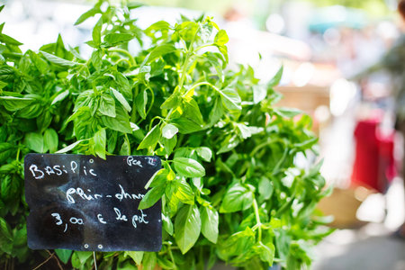 Organic fresh basil from mediterranean farmers market. Healthy local food market in Arles, Provence, France.の写真素材
