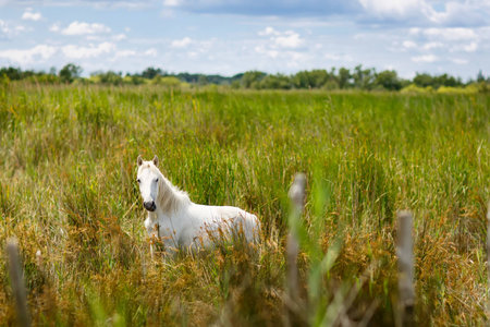 wild white horses of the Camargue, Provence, France, grazing in the wetlands on a summer afternoonの写真素材