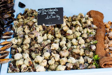 Fresh Spotted babylon snails and escargots on farmer market ready for sale and use for ingredientの写真素材