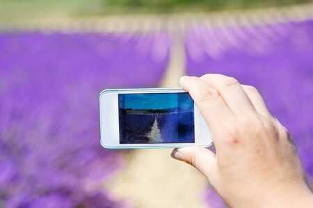 Hand of people making picure with mobile phone of beautiful blooming lavender fields near Valensole in Provence, France.の写真素材