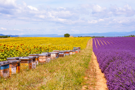 Bee hives on lavender and sunflower fields, near Valensole, Provence with a lot of bees. France. Famous, popular destination and place for tourists for making vacations in summer.の写真素材