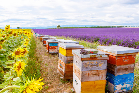 Bee hives on lavender and sunflower fields, near Valensole, Provence. France. Famous, popular destination  for tourists for making vacations in summer.の写真素材