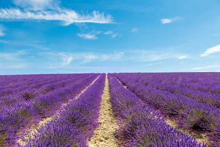 Blossoming lavender fields near Valensole in Provence, France. Rows of purple flowers. Famous,...