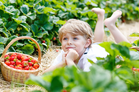 Beautiful kid boy having fun with picking strawberries on organic bio berry farm in summer, on warm sunny day. Harvest fields in Germany. Healthy food for children.の写真素材