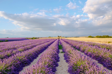 Lavender fields near Valensole in Provence, France on sunset. Beautiful view on rows and provencal houses. の写真素材