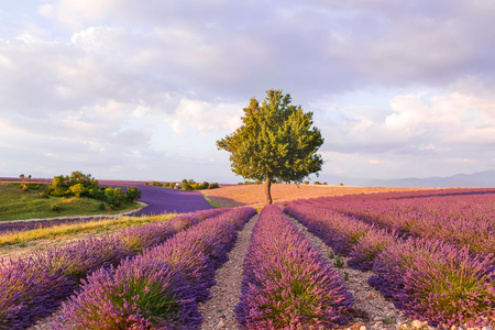 Lavender fields with lonely tree near Valensole in Provence, France on sunset.  の写真素材