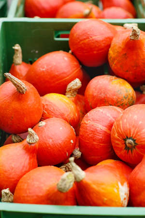 bunch of plump and juicy hokkaido pumpkins on farm or patch. Orange pumpkins for Jack o'lantern or thanksgivingの写真素材