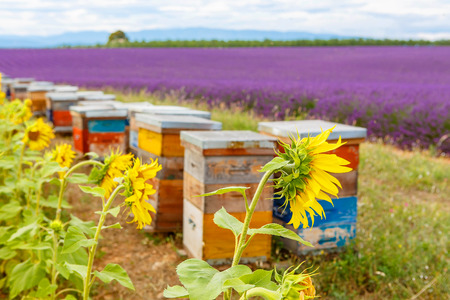 Bee hives on lavender and sunflower fields, near Valensole, Provence. France. Famous, popular destination  for tourists for making vacations in summer.の写真素材