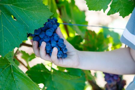 Hands of kid with blue grapes ready to harvest in an established wineryの写真素材