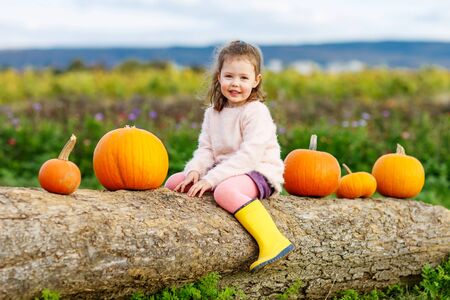 Adorable little girl of three years having fun with farming on a pumpkin patch. Traditional family festival with children, thanksgiving and halloween concept. Cute farmer.の写真素材