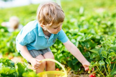 Adorable little toddler kid boy picking and eating strawberries on organic pick a berry farm in summer, on warm sunny day. Harvest fields. Healthy food for children. Gardening and farming conceptの写真素材