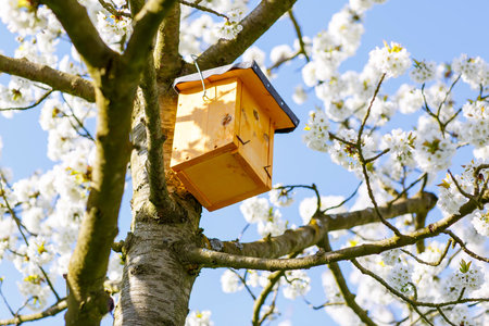 Ornamental garden with majestically blossoming large cherry trees and bird house
