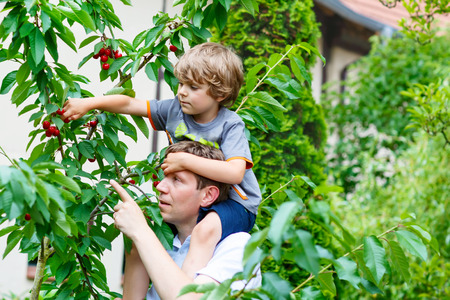 Little blond kid boy and his father having fun with picking cherries in domestic garden on warm summer day, outdoors. Healthy snack for children in summer. Kids helping with gardeningの写真素材