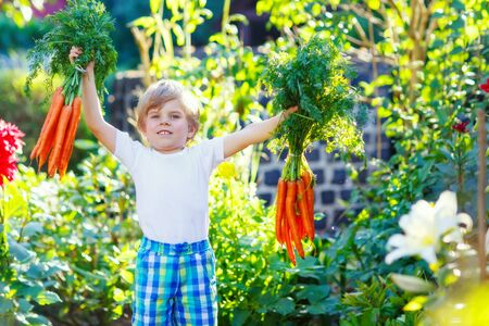 Funny smiling kid boy with carrots in domestic garden. child gardening outdoors. Healthy organic vegetables as snack for kids and kindergarten childrenの写真素材