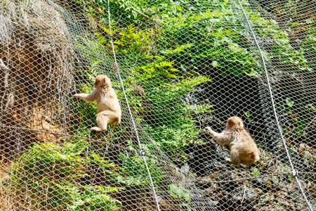 The famous Snow Monkeys (Japanese Macaques) bathe in the onsen hot springs of Nagano, Japan.