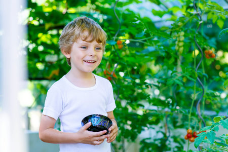 Adorable little kid boy of 5 picking fresh ripe tomatoes vegetables  in greenhouse. Preschool child helping on sunny summer day. Family, garden, gardening, lifestyleの写真素材