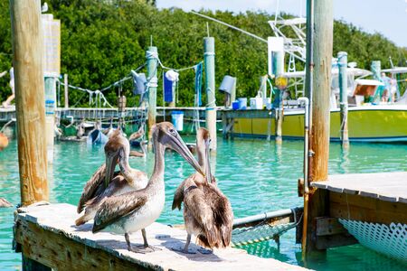 Big brown pelicans in port of Islamorada, Florida Keys. Waiting for fish at Robbie's Marinaの写真素材