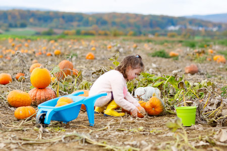 Adorable little kid girl having fun with farming on a pumpkin patch. Traditional family festival...