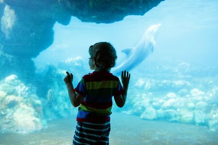 Little kid boy observing dolphins in a recreation area, aquarium. Cute preschool child having fun with watching animal life.の写真素材