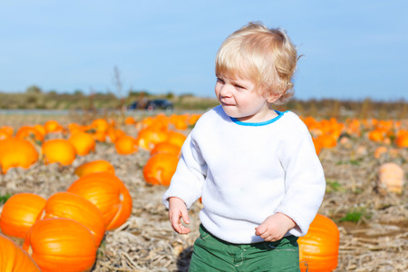 Little toddler kid boy with big orange pumpkins on field or patch. cute child in fashion clothes having fun with huge vegetable. Traditional thanksgiving or halloweenの写真素材