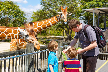 Two little kids boys and father watching and feeding giraffe in zoo. Happy children, family having fun with animals safari park on warm summer day.