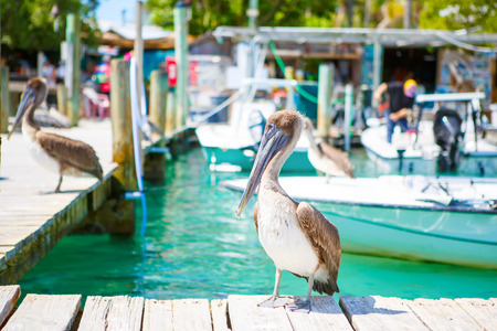 Big brown pelicans in port of Islamorada, Florida Keys. Waiting for fish at Robbie's Marinaの写真素材