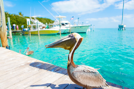 Big brown pelicans in port of Islamorada, Florida Keys. Waiting for fish at Robbie's Marinaの写真素材