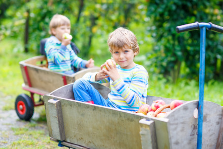 Two adorable happy little kids boys picking and eating red apples on organic farm, autumn outdoors. Funny little preschool children, siblings, twins and best friends having fun with helping and harvestingの写真素材