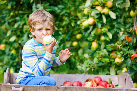 Beautiful blond happy kid boy picking and eating red apples on organic farm, autumn outdoors. Funny little preschool child having fun with helping and harvestingの写真素材
